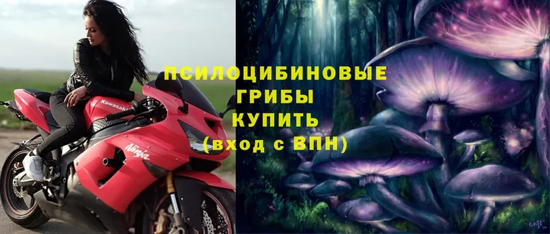 Псилоцибиновые грибы Psilocybe  Оленегорск 